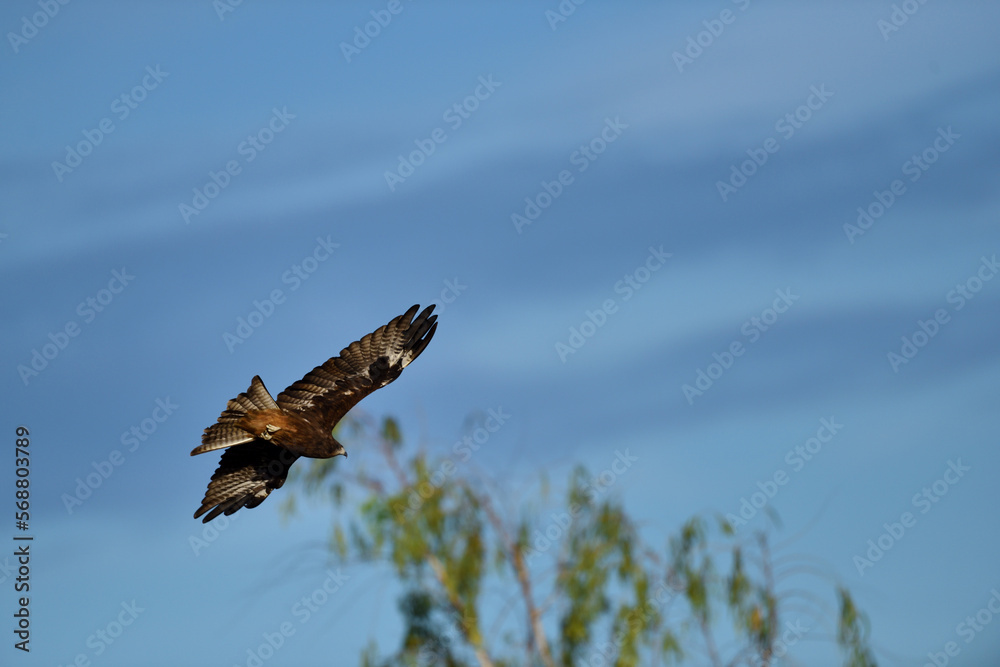 Fototapeta premium Black Kite flying in blue sky