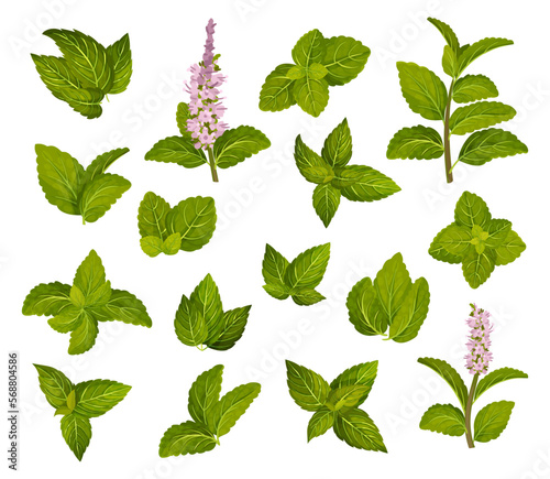 Green Mint Leaves on White Background as Aromatic Kitchen Herb Big Vector Set