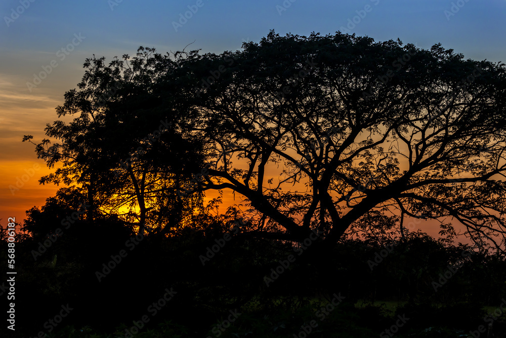 Silhouette big tree in the field with sunset sky behind the tree