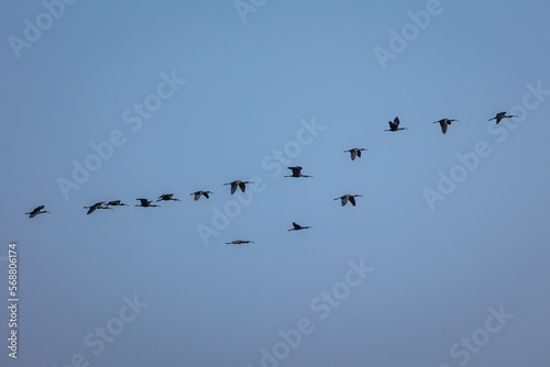 Group of Glossy Ibis birds flying on blue sky background