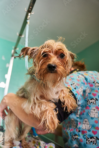 Grooming a Yorkie dog in a pet salon