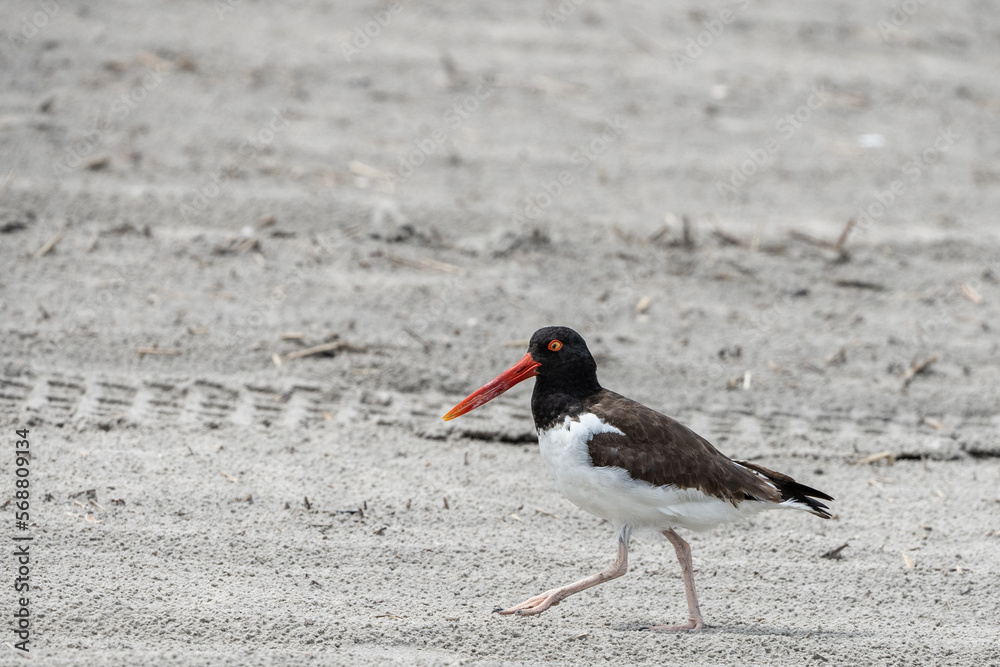 American Oystercatcher on Beach in Stone Harbor, New Jersey American Oystercatcher on Beach in Stone Harbor, New Jersey