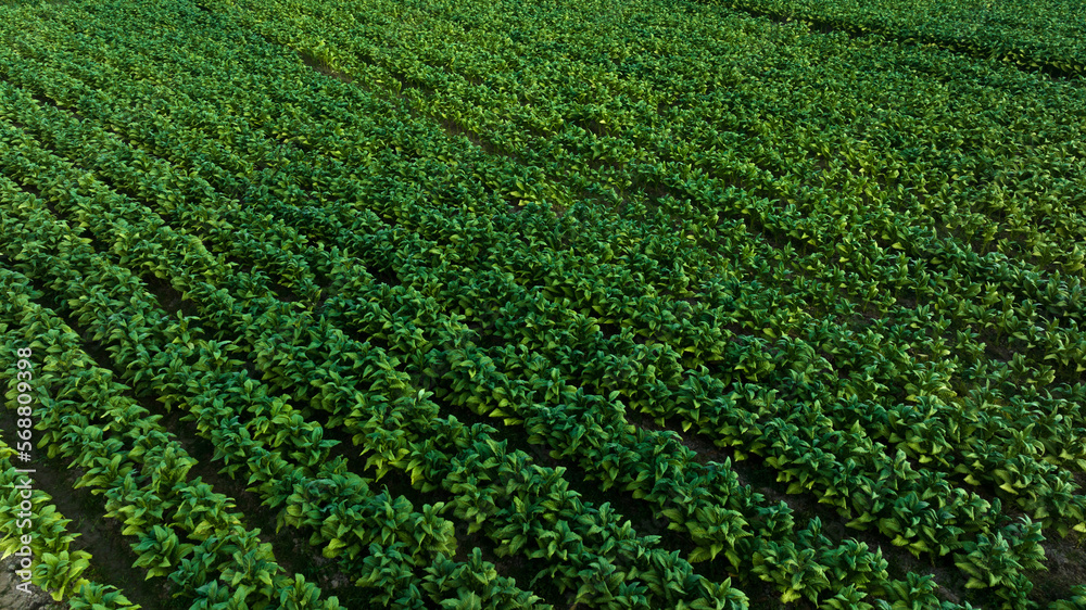 Agricultural tobacco green leaves and texture plantation farmland. aerial view