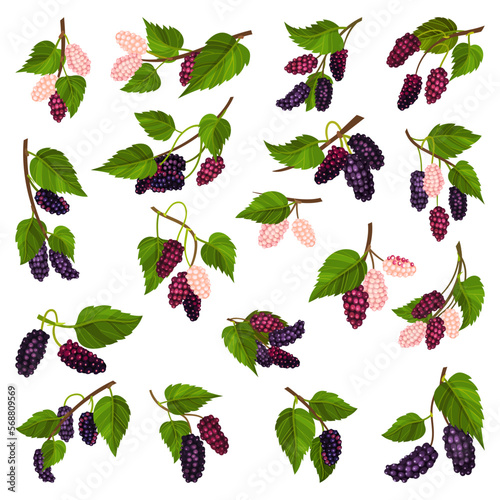 Mulberry Branch with Immature Pink Berries and Ripe Black Big Vector Set