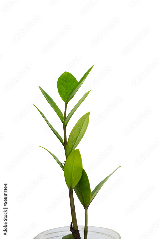 Fototapeta premium tropical plant isolated