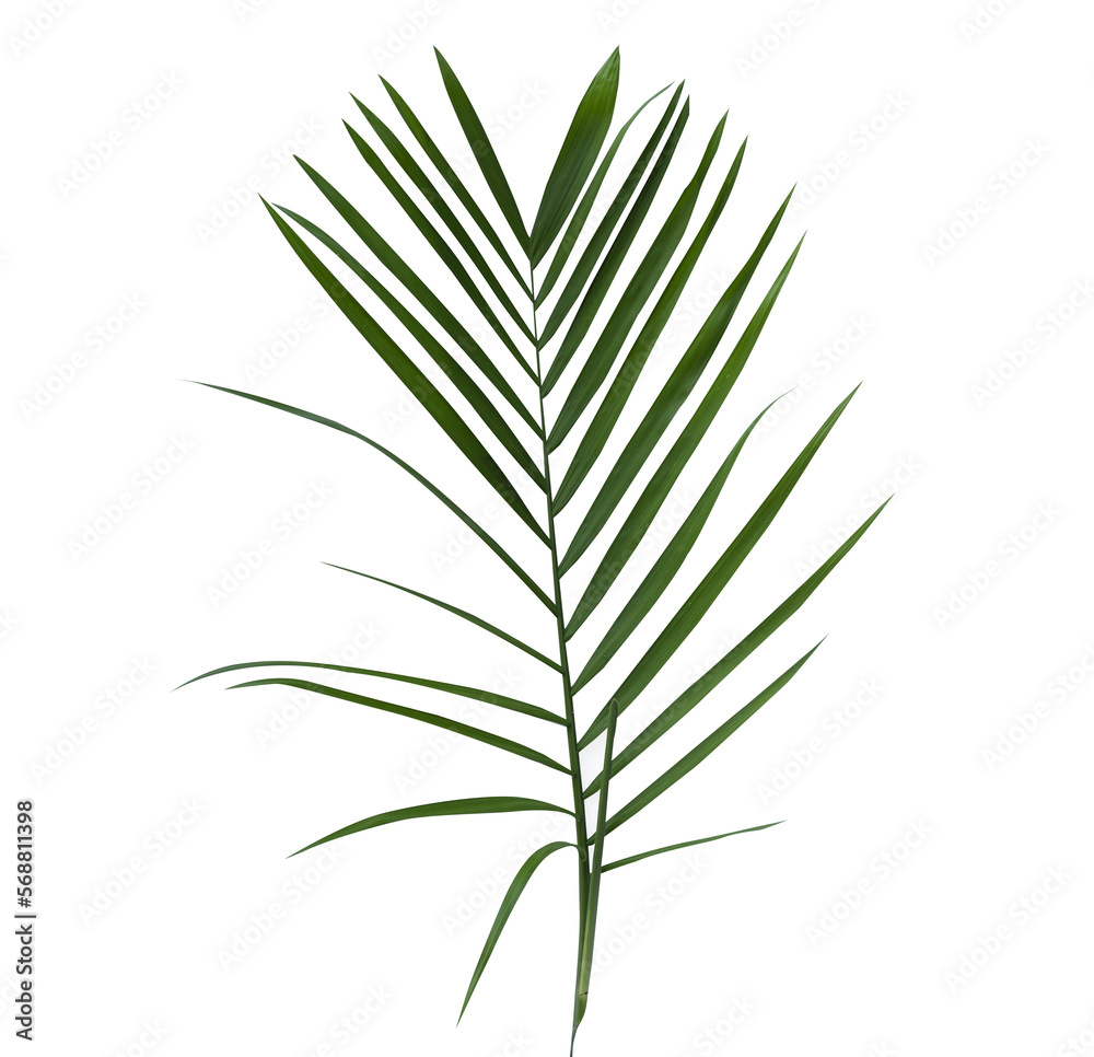 tropical leaf isolated for element