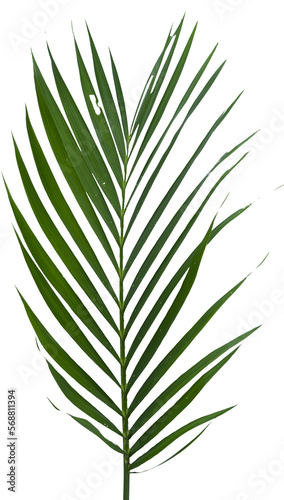 palm leaves isolated