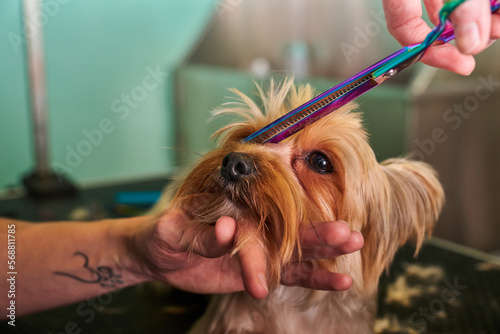 Dog Yorkie in a grooming salon getting a haircut 