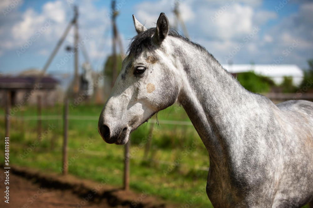 Young gray horse in paddock. Horse behind the fence. Young gray horse in paddock. Horse behind the fence.