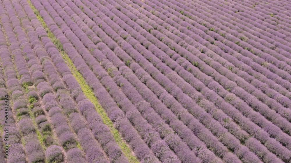 Aerial View Lavender Field Purple Flowers Beautiful Agriculture. Aerial View Lavender Field Purple Flowers Beautiful Agriculture.