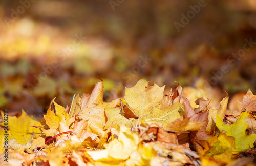 Autumn background from yellow leaves.