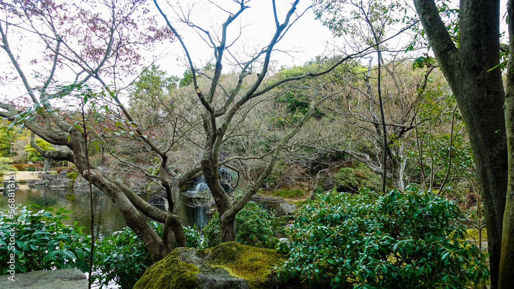 Fototapeta premium tree in the forest