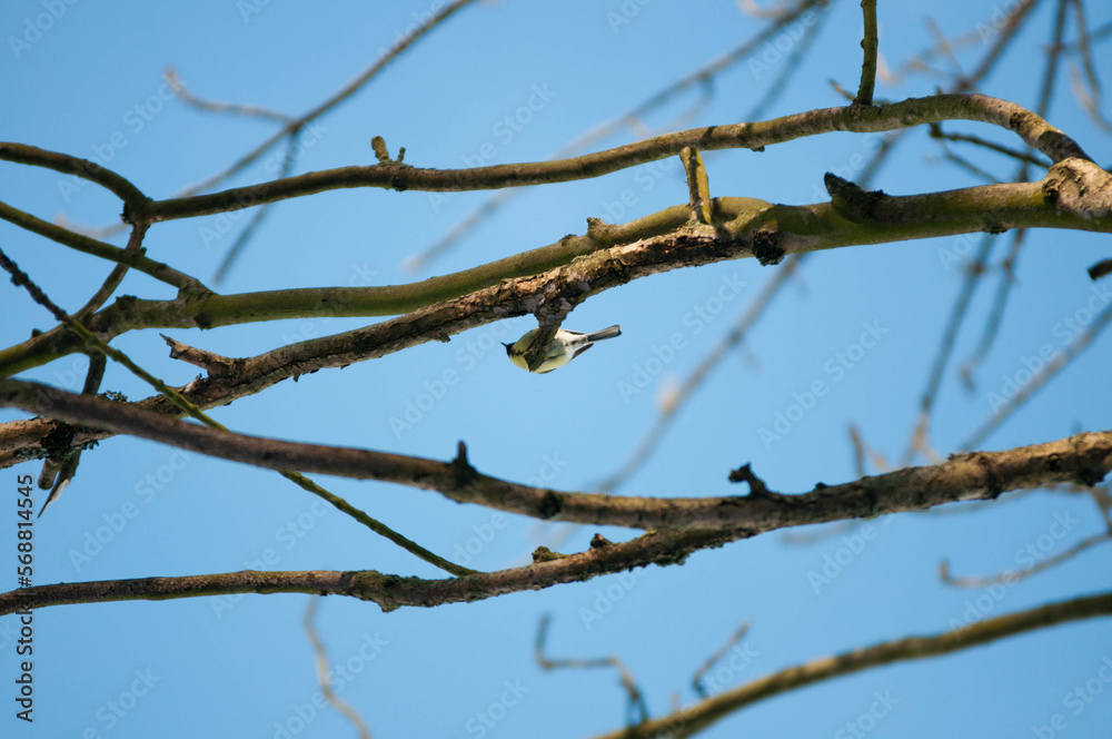 Titmouse on a tree, Polish bird, little birds, drzewo,
flying bird,
sparrow Titmouse on a tree, Polish bird, little birds, drzewo,
flying bird,
sparrow