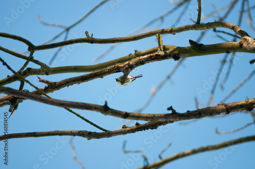 Titmouse on a tree  Polish bird  little birds  drzewo   flying bird   sparrow