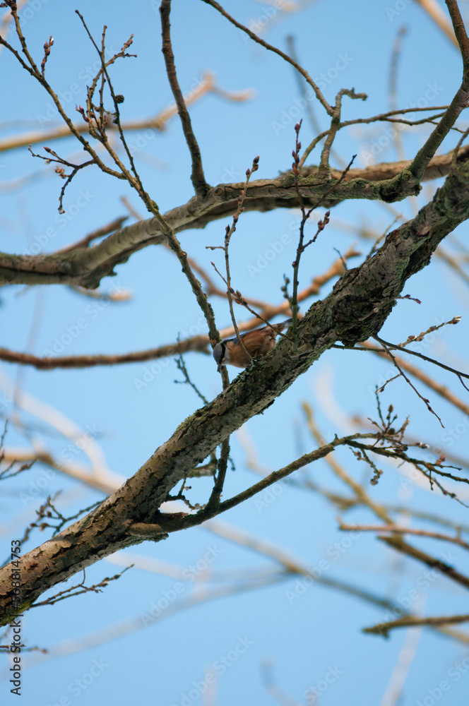 Titmouse on a tree, Polish bird, little birds, drzewo, 
flying bird, 
sparrow