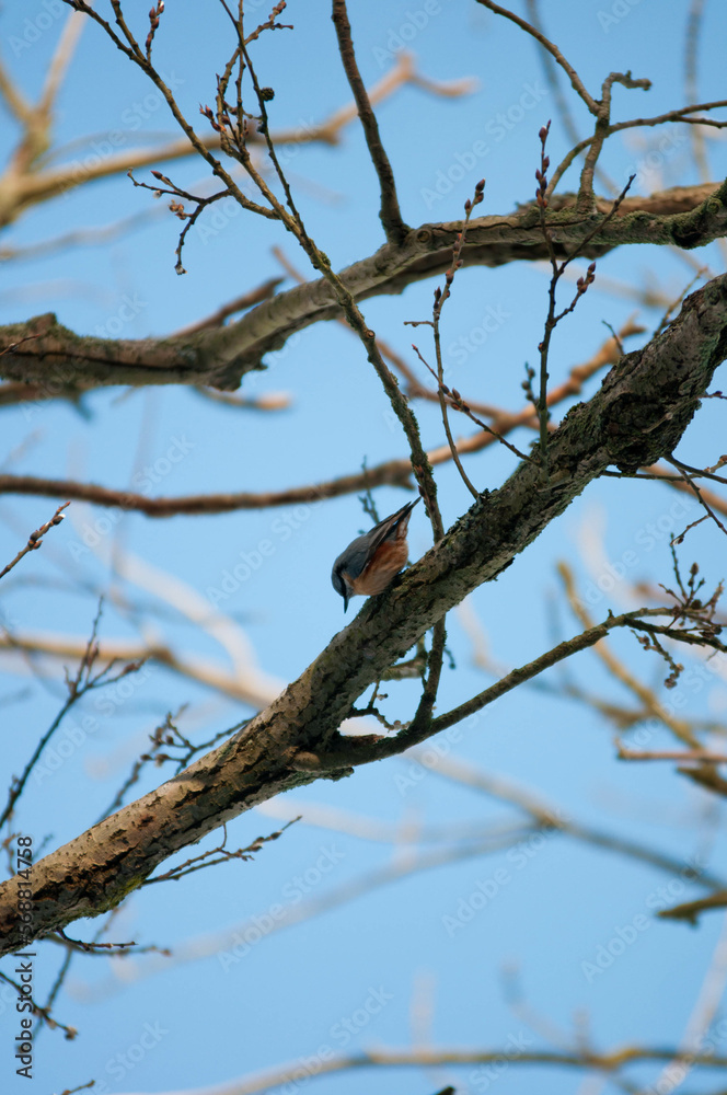 Titmouse on a tree, Polish bird, little birds, drzewo,
flying bird,
sparrow Titmouse on a tree, Polish bird, little birds, drzewo,
flying bird,
sparrow