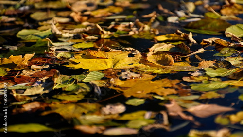 Bright and colorful fallen autumn leaves covering the entire surface of dark water of the river with blurred background and sunlight