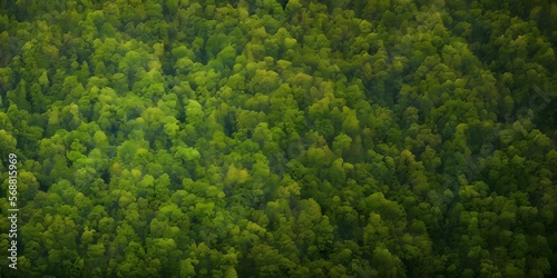 A very high resolution picture of a green forest © Embodyme
