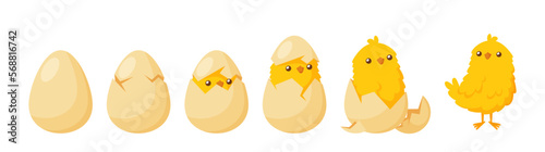 Chick Hatching from Egg. Development of Poultry. Birth Process of Domestic Bird Character. Cartoon Vector Illustration