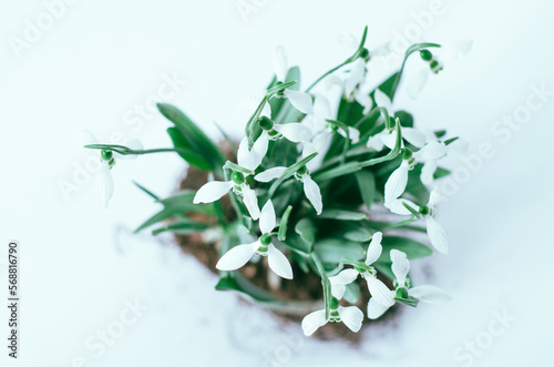 High angle view of snowdrops in a pot on white background