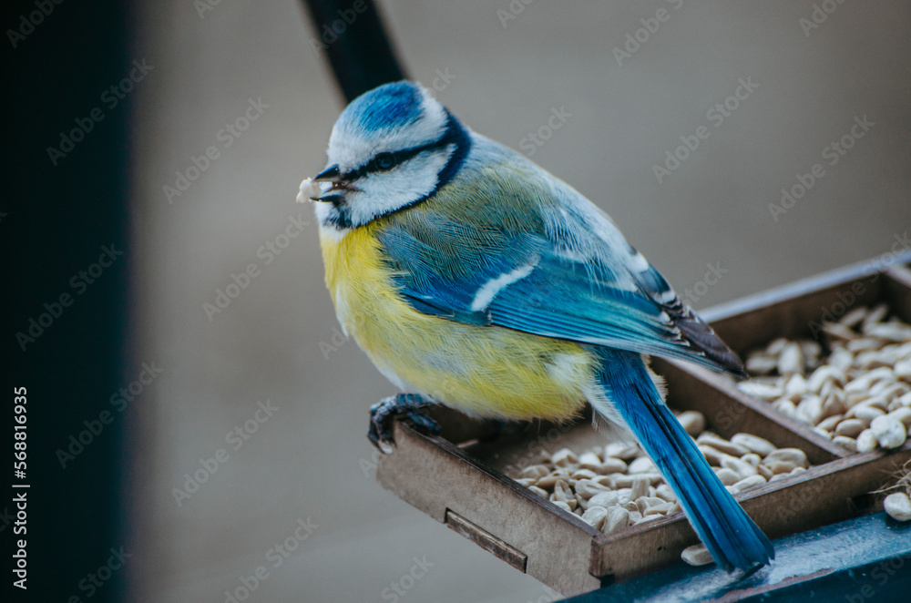 Fototapeta premium Blue tit bird close up on a feeder