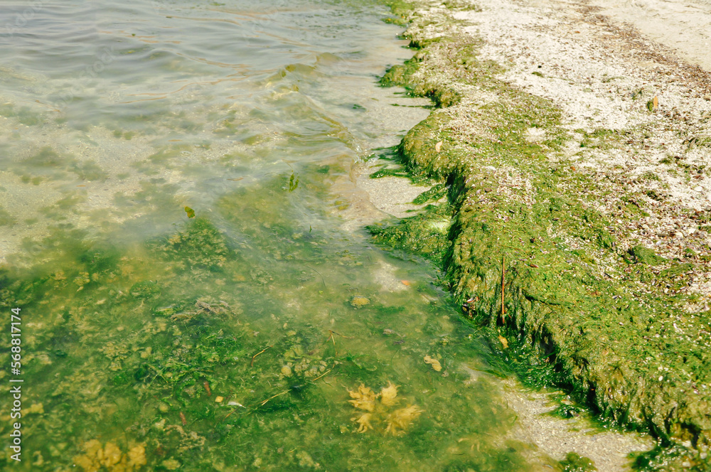 Swamp algae. Green algae patterns on the water. Green swamp. The ...