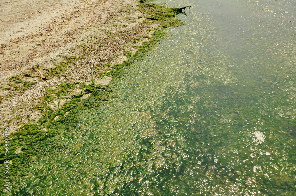 Swamp algae. Green algae patterns on the water. Green swamp. The ...