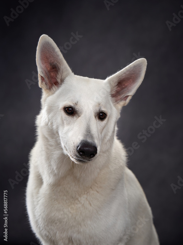 portrait Large White Swiss Shepherd on a black background. Beautiful dog in the studio