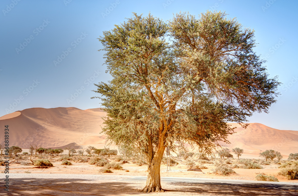 Namib Desert Dunes around Sossusvlei, HDR Image Namib Desert Dunes around Sossusvlei, HDR Image