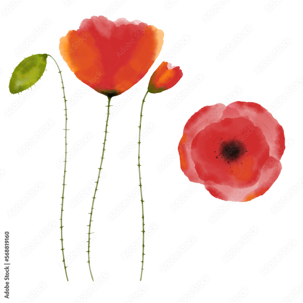 Fototapeta premium Red watercolor poppies, digital painting
