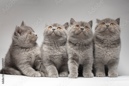 British fluffy gray kittens on a white background. A group of cats. Four identical kittens.