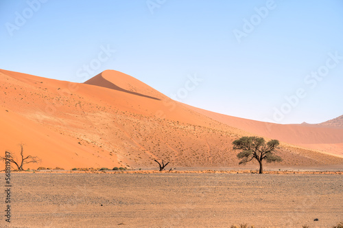 Namib Desert Dunes around Sossusvlei  HDR Image