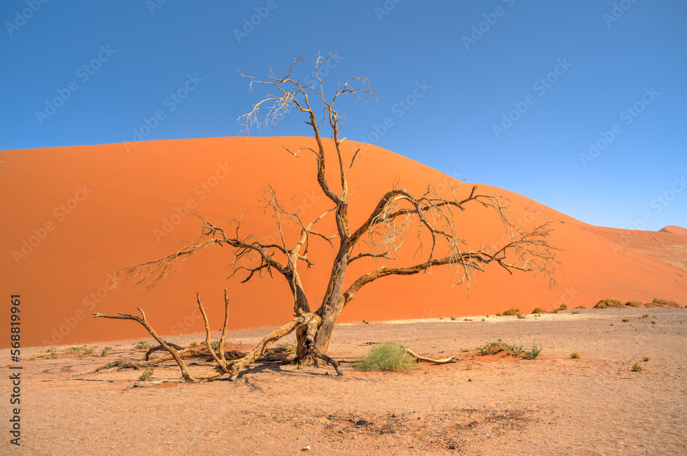 Namib Desert Dunes around Sossusvlei, HDR Image