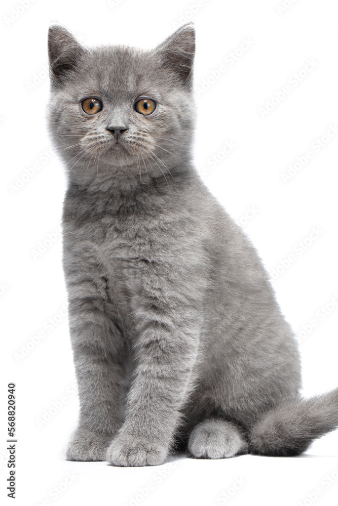 Cute tiny kitten sits in front view and looks at camera. isolated on white background