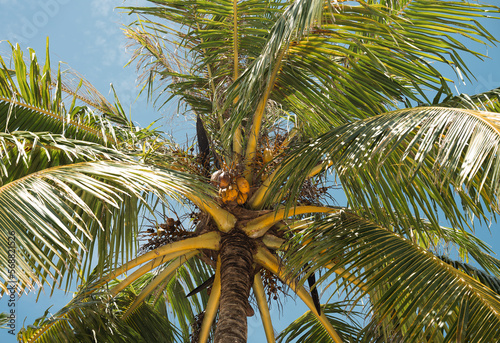 green coconut palm tree on a blue sky with fresh coconuts in summer holidays 