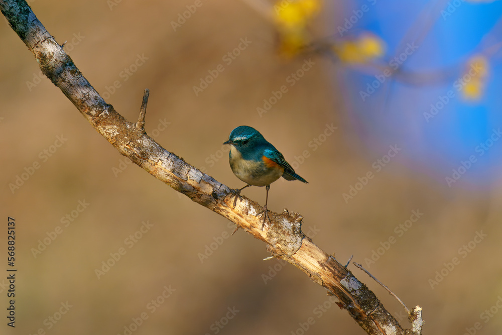 Fototapeta premium ルリビタキ オスと蝋梅 春を感じる幸運の青い鳥