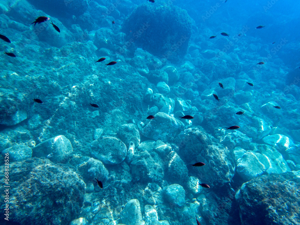 Fototapeta premium fondale marino taormina