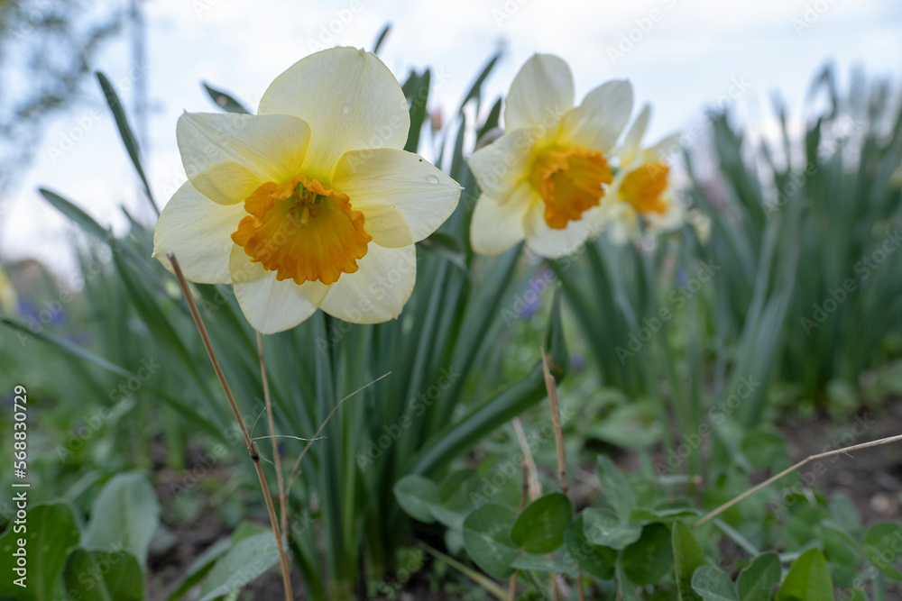 Bright beautiful daffodils in the garden. Beautiful flowers for a postcard or holiday background. Bright beautiful daffodils in the garden. Beautiful flowers for a postcard or holiday background.