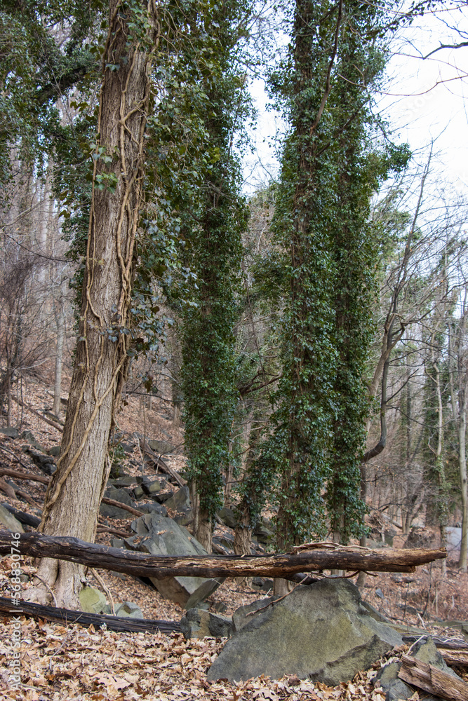 Creeper Columns Creeper Columns
