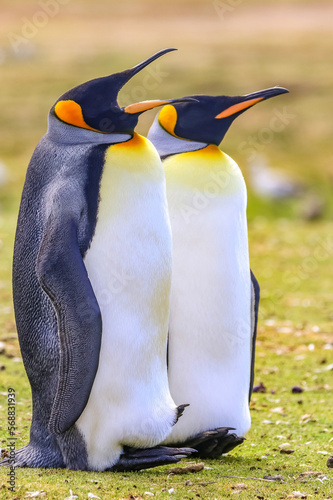 Volunteer Point  Falkland Islands  UK