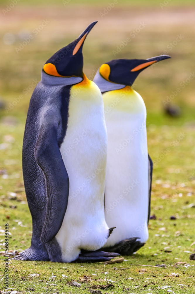 Fototapeta premium Volunteer Point, Falkland Islands, UK