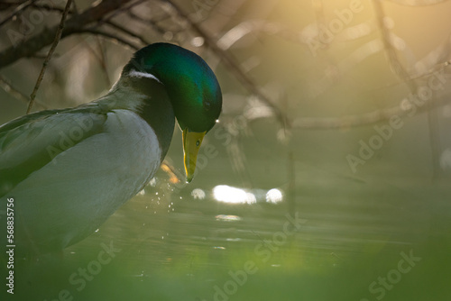 col vert 