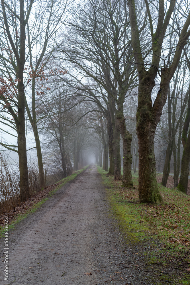 alley in the rainy  park