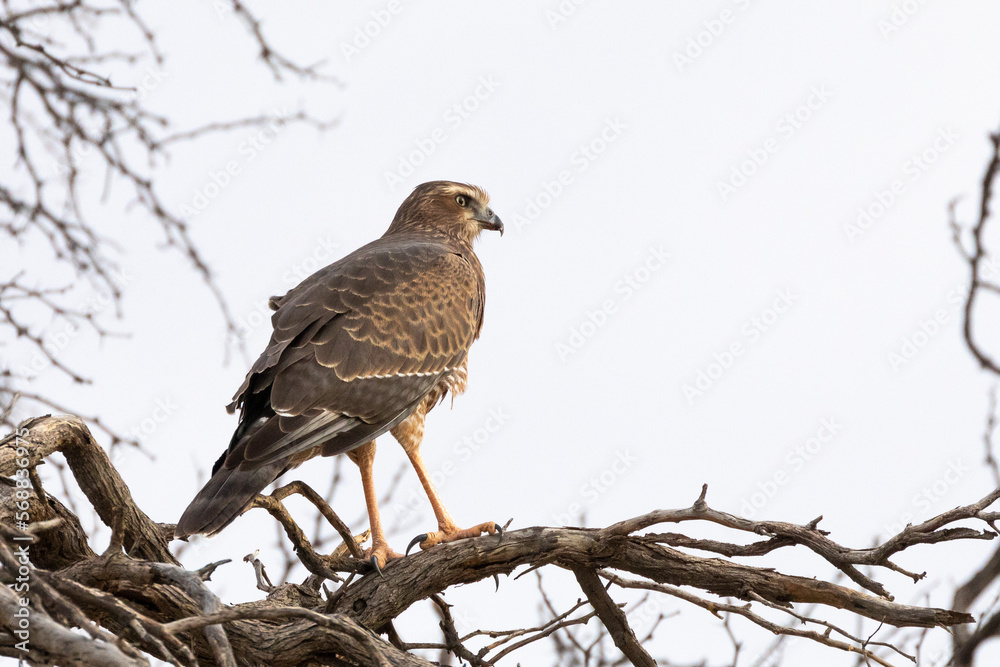 Pale Chanting Goshawk juvenile (Melierax canorus), Kalahari, Northern Cape, South Africa Pale Chanting Goshawk juvenile (Melierax canorus), Kalahari, Northern Cape, South Africa