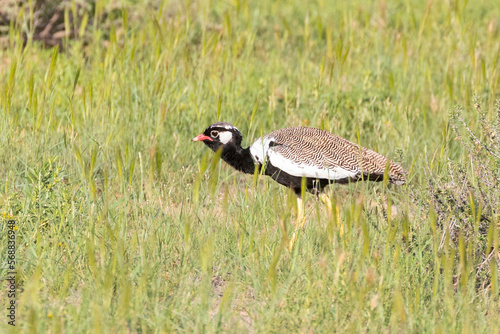 Northern Black Korhaan (Afrotis afraoides) keeping a low profile to avoid detection, Northern Cape, South Africa photo