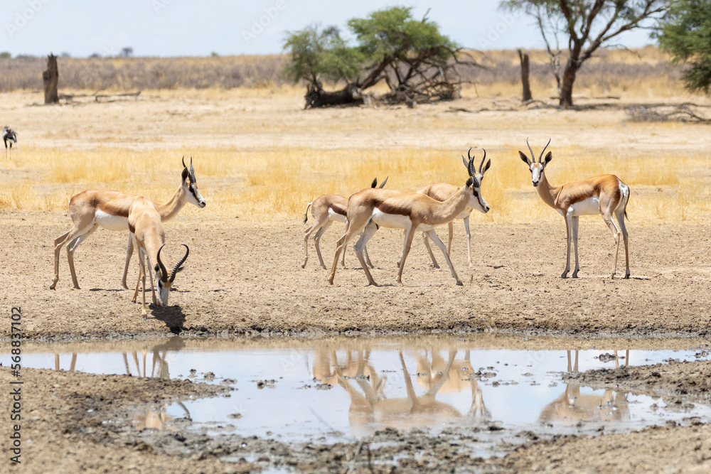 Springbok or Springbuck (Antidorcas marsupialis) gathered around a waterhole, Kalahari, Northern Cape, South Africa Springbok or Springbuck (Antidorcas marsupialis) gathered around a waterhole, Kalahari, Northern Cape, South Africa