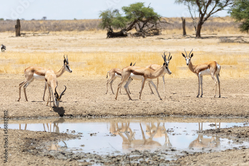 Springbok or Springbuck (Antidorcas marsupialis) gathered around a waterhole, Kalahari, Northern Cape, South Africa