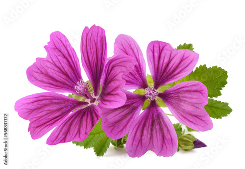 Fototapeta Naklejka Na Ścianę i Meble -  Mallow plant with flowers
