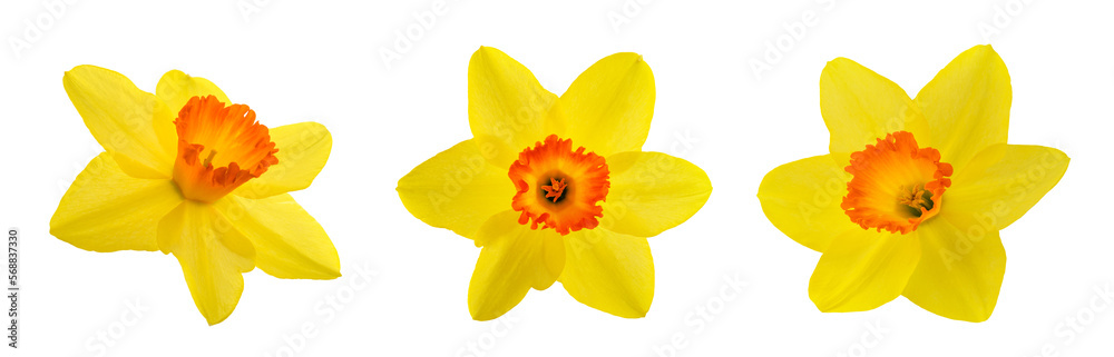 Yellow Daffodils flowers Yellow Daffodils flowers