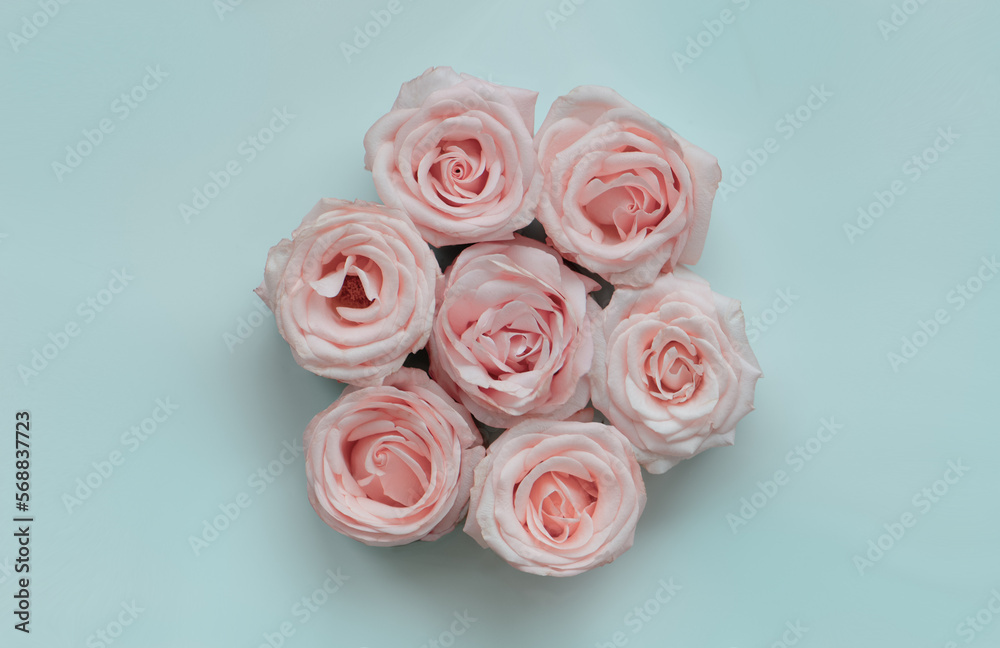 bouquet of pink roses, blue background bouquet of pink roses, blue background